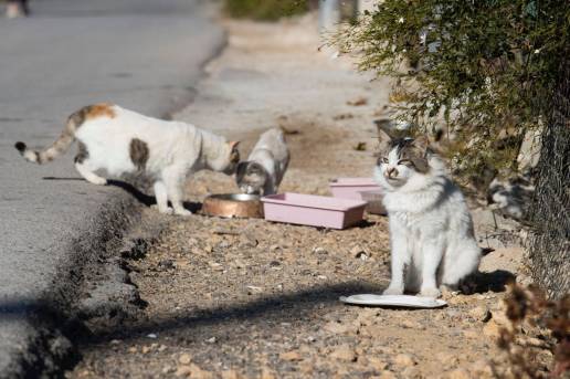 El Govern remite a las administraciones locales el protocolo de actuación ante las colonias felinas