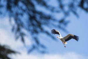 Los análisis a las cigüeñas muertas en Getafe (Madrid) confirman un nuevo foco de gripe aviar de alta patogenicidad