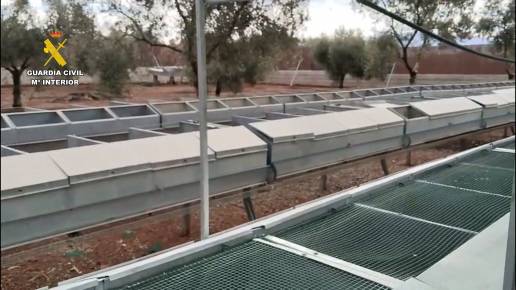 Desarticulada una explotación clandestina dedicada a la captura ilegal de perdiz roja