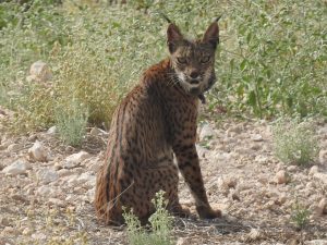 La Comunidad liberará 8 nuevos ejemplares de lince ibérico en las Tierras Altas de Lorca