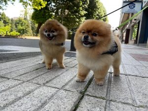  El 88% de los animales de compañía en Córdoba, que aumenta casi un 5,5% su número de mascotas, son perros