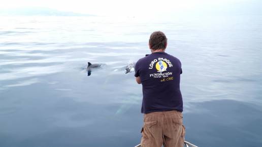 Investigadores describen por primera vez el dialecto acústico de la orca ibérica, especie en estado crítico