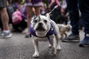 Derechos Sociales premiará a personas y organizaciones españolas y extranjeras por su compromiso con protección animal
