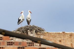 La Comunidad reconoce una veintena de focos de gripe aviar desde septiembre, incluidos en aves cautivas