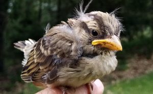 El abandono paternal de crías de gorrión chillón reduce un 30% su supervivencia, según un estudio de la UCM