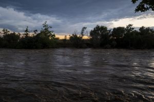 La sequía y las lluvias abundantes son la "mayor amenaza" de aves mediterráneas, según un estudio
