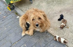 Investigan a un hombre por abandonar cachorros de su perra en una bolsa en la basura en Aldeanueva de la Vera