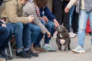 Cientos de personas llenan de "emoción y esperanza" la plaza de Bioparc Valencia en el 27º Desfile de perros