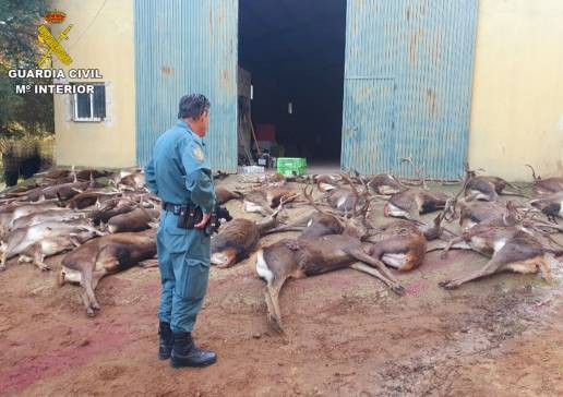 Investigan una batida de caza para ciervos hembras en un coto de Vejer donde abatieron ejemplares machos