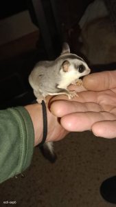 Trasladado a un centro de Villena (Alicante) un petauro rescatado en un parque