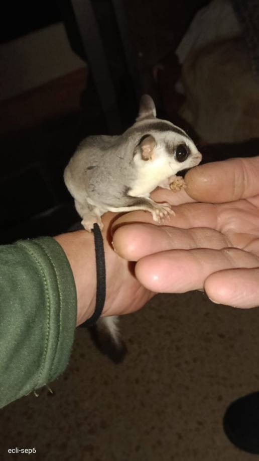 Trasladado a un centro de Villena (Alicante) un petauro rescatado en un parque