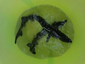 Liberan en el Ebro a 43 esturiones, especie extinguida en estado silvestre en España y amenazada a nivel global