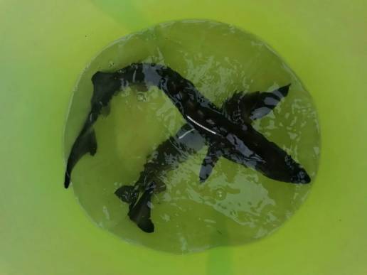 Liberan en el Ebro a 43 esturiones, especie extinguida en estado silvestre en España y amenazada a nivel global