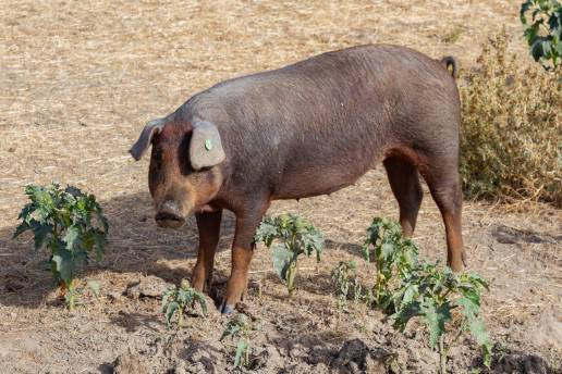 España aborda con la Organización Mundial de Sanidad Animal las medidas de control por peste porcina africana