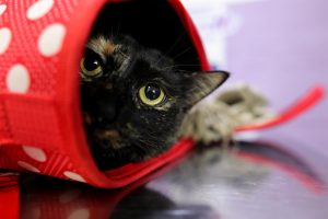 Veterinarios reclaman al Gobierno que amplíe el grado de Veterinaria a 6 años