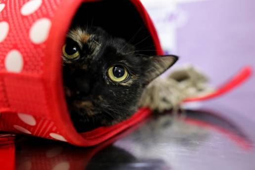 Veterinarios reclaman al Gobierno que amplíe el grado de Veterinaria a 6 años