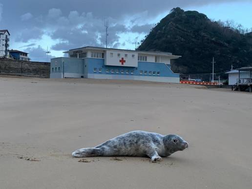 Avistan las primeras focas grises de la temporada en la costa vasca