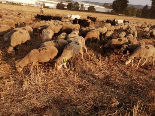 Inspeccionan una explotación ganadera en Chipiona por carecer de permisos administrativos
