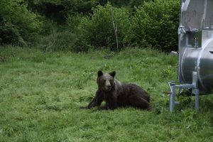 El Principado captura y reubica a seis osos pardos habituados a zonas habitadas durante este año