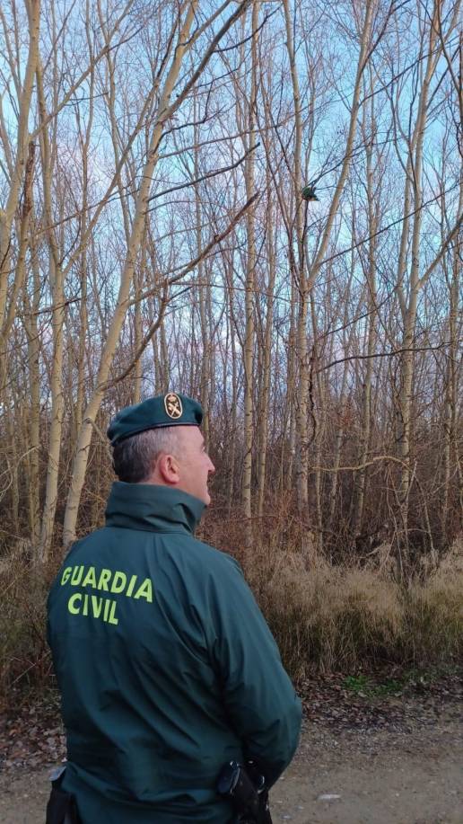 Recuperados en la Ribera cuatro guacamayos robados el 28 de noviembre