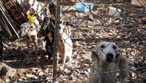 Investigado por maltrato animal en Zamora el dueño de 19 perros, con antecedentes por hechos similares