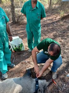 La Región de Murcia refuerza la gestión de poblaciones de jabalí en colaboración con el IREC