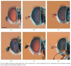 Identificada una nueva especie endémica en Canarias, la mosca de flores 'Eumerus macarius'
