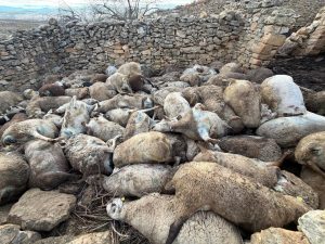 AVA-Asaja denuncia la muerte de 122 ovejas ahogadas tras amontonarse en Aras ante la presencia de animales salvajes