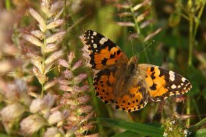 Científicos descubren que las mariposas migran en direcciones opuestas en cada hemisferio, un patrón inédito en insectos