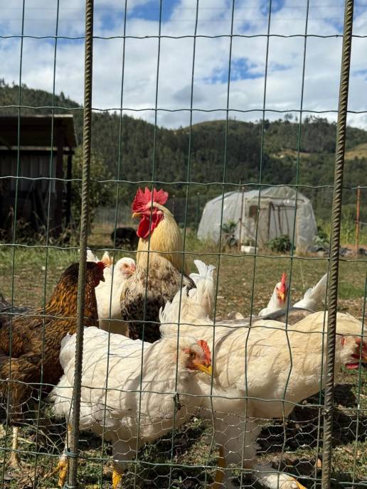 PACMA denuncia ante la Fiscalía peleas de gallos en Canarias, prohibidas desde 2007