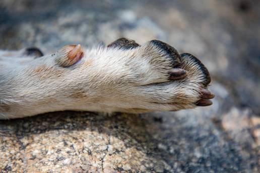 Abren expediente a la dueña de un perro que mordió en Portonovo a dos personas y se abalanzó sobre una niña