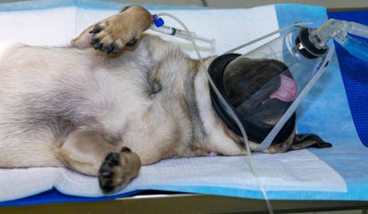 Caso clínico: Manejo anestésico en un paciente canino con defecto severo del tabique aurículaoventricular e hipertensión pulmonar sometido a cirugía no cardíaca