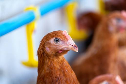 Aprobado el nuevo programa de AviPro™ SALMONELLA DUO que amplía la protección frente a Salmonella en gallinas ponedoras durante todo el periodo de puesta