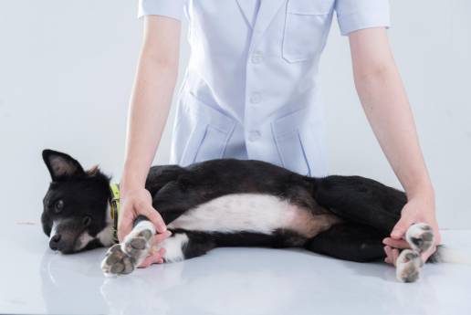 Manejo intervencionista del dolor en perros con estenosis lumbossacra: resultados clínicos preliminares a largo plazo de inyecciones combinadas foraminales y epidurales con o sin radiofrecuencia pulsada