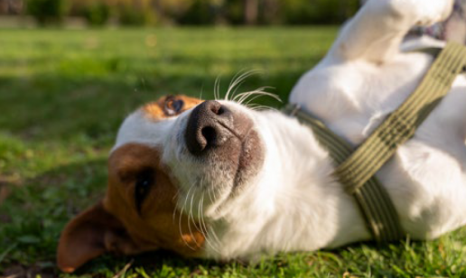 Leishmaniosis canina: la amenaza invisible que aún subestimamos