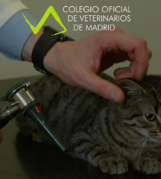 Vídeo COLVEMA: La veterinaria sostiene mucho más de lo que se ve.