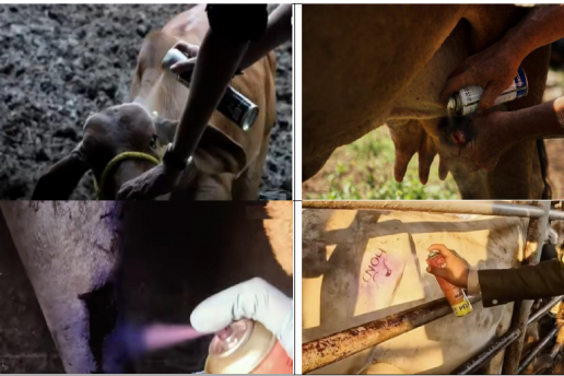 DOCUMENTAL Cochliomyia hominivorax, (Coquerel, 1858) (Gagne 1981). COMBATE DE SUPRESIÓN Y CAMPAÑA P IV (4-6)