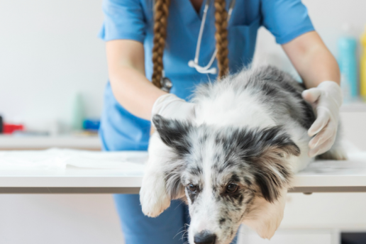 Evaluación objetiva de las anomalías de la marcha en perros con mielopatía toracolumbar utilizando un pasillo con detección de presión