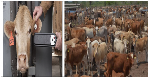 DOCUMENTAL Cochliomyia hominivorax, (Coquerel, 1858)(Gagne 1981). NUEVOS COMENTARIOS. P VI (6-6)