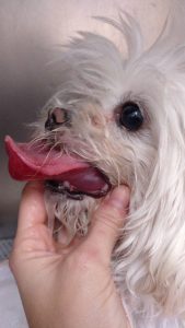 Los veterinarios ya registran casos: Icoval advierte a los tutores de perros sobre el grave riesgo de la procesionaria