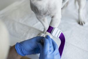 Bilbao rechaza crear un banco de sangre canino y felino en perrera de Artxanda porque es complejo y no es su competencia