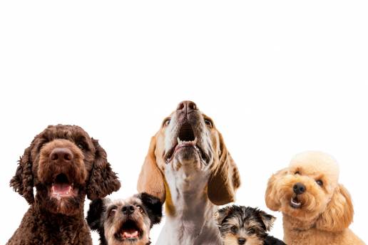 Finaliza el 19 de febrero el plazo para formular alegaciones a la instalación de una incineradora de mascotas en Gijón