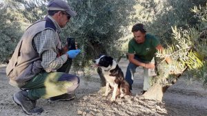 La Junta de Andalucía asegura que la Unidad Canina es "clave" en la reducción de la muerte de fauna por veneno