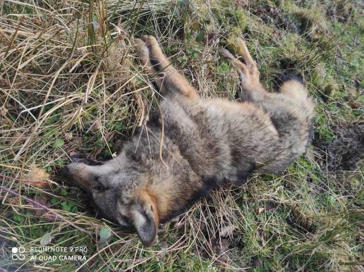 Ecologistas reclaman los resultados de la necropsia efectuada al lobo que apareció muerto en Teverga