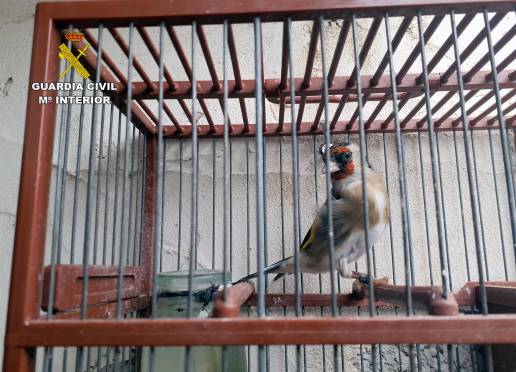La Guardia Civil investiga a un vecino de San Pedro del Pinatar por tenencia irregular de aves protegidas