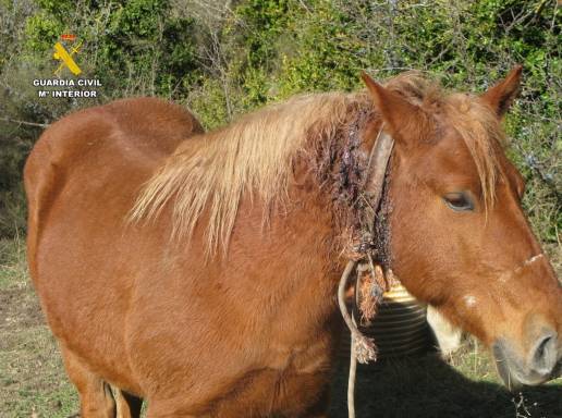 Investigado por maltrato animal un hombre que tenía una yegua atada en malas condiciones en la Jacetania