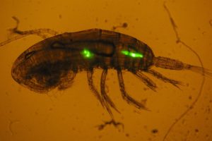 Un estudio del IEO-CSIC demuestra que el zooplancton transfiere cientos de microplásticos a especies marinas