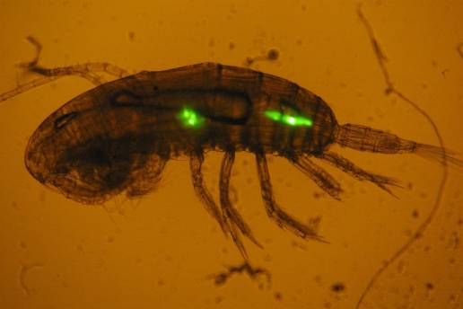 Un estudio del IEO-CSIC demuestra que el zooplancton transfiere cientos de microplásticos a especies marinas