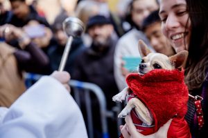 San Antón es más que un 'día de perros': tortugas y serpientes comparten una fiesta con bendiciones, dulces y música