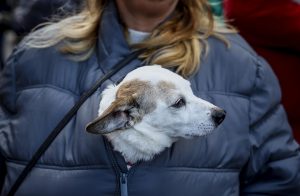 El Ayuntamiento abre el plazo para inscribir mascotas en la Bendición de San Antón